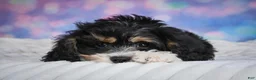 Cavachon dogs for sale: Teddy - Ad 9