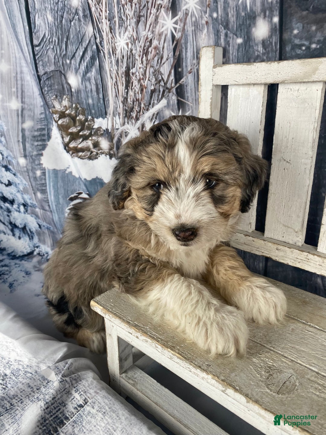 Aussiedoodle dogs for sale: Luke - Ad 9