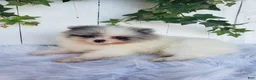 Pomeranian dogs for sale: Sophie  - Ad 3