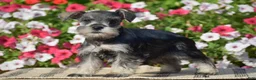 Miniature Schnauzer dogs for sale: Annie - Mini - Ad 6