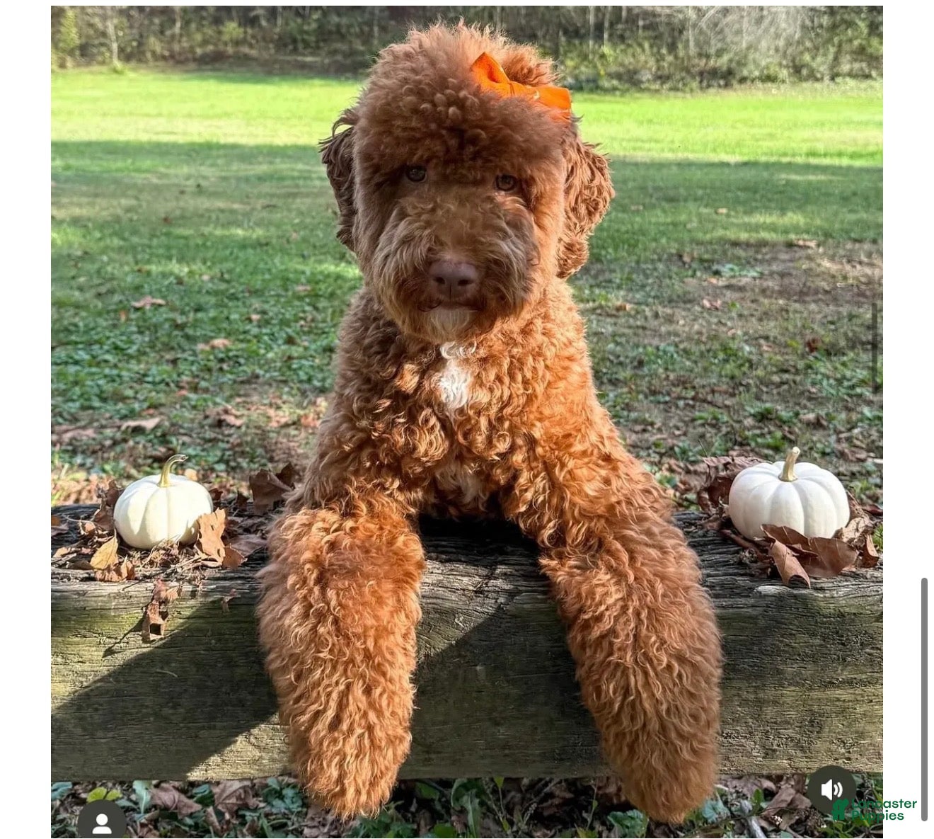 Goldendoodle dogs Goldendoodle 2 - Ad 2