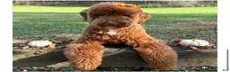 Goldendoodle dogs for sale: Goldendoodle 2 - Ad 2