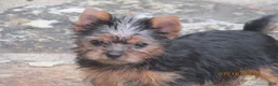 Yorkshire Terrier dogs for sale: Carrie  - Ad 4