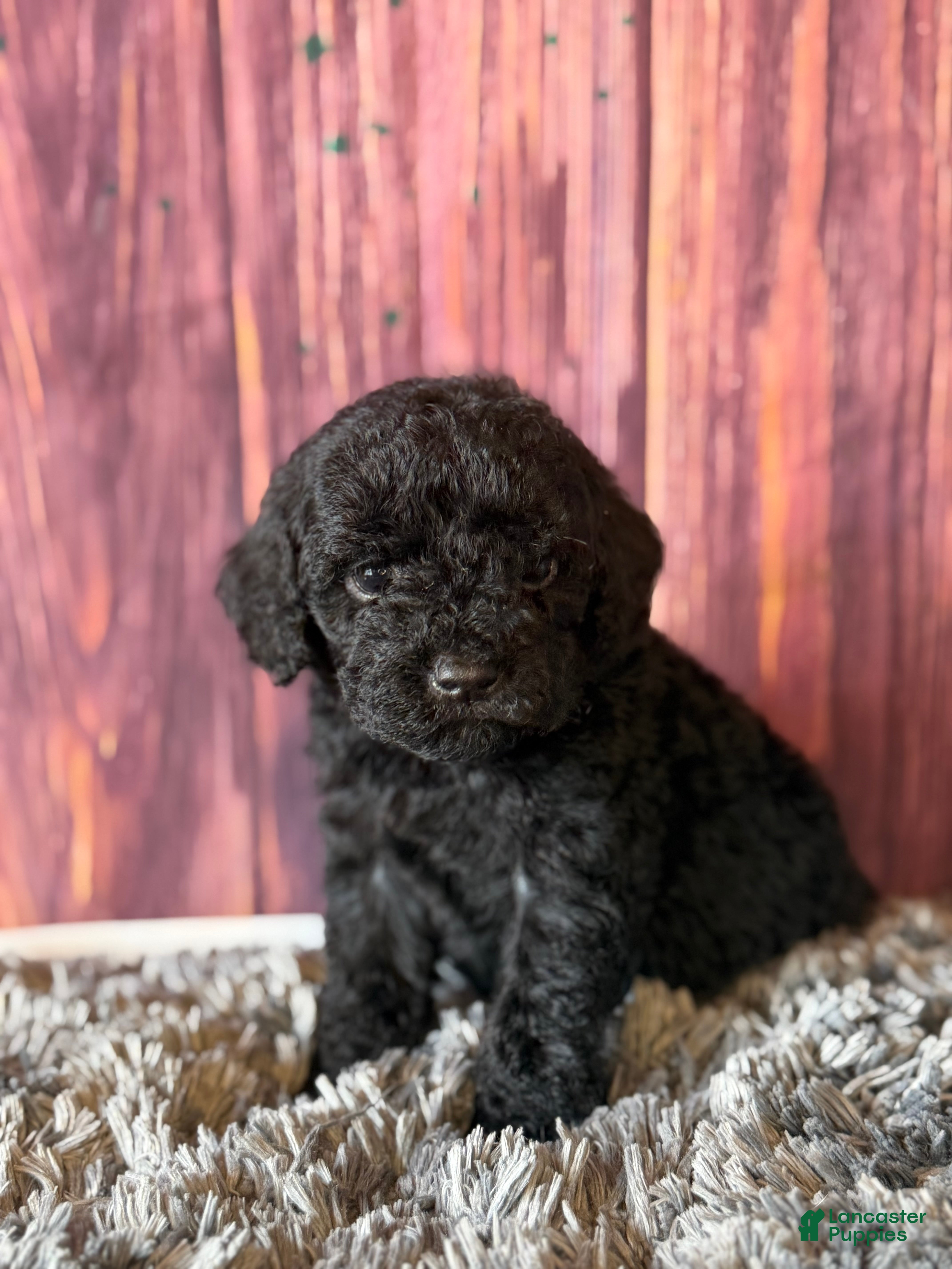 Cockapoo dogs Axel - Ad 2