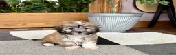 Mixed Breed dogs for sale: Lhasa/Coton male 2 - Ad 3