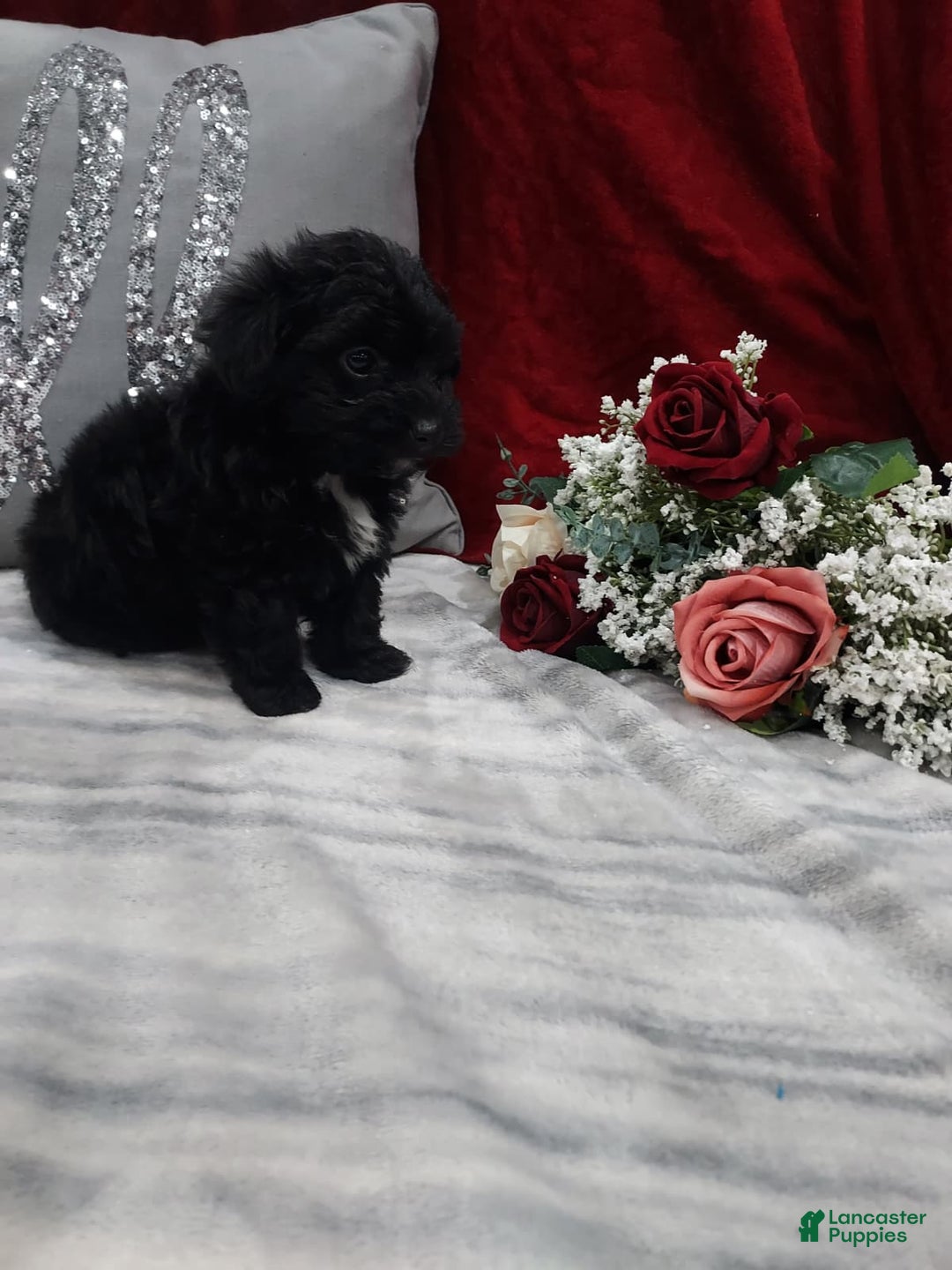 Mixed Breed dogs for sale: Ruby - Ad 9