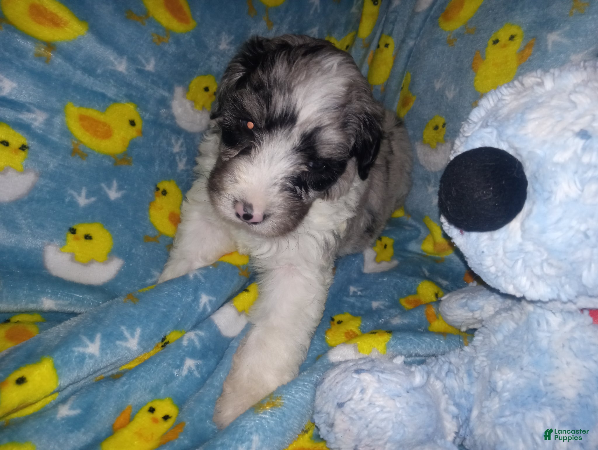 Aussiedoodle dogs Aussiedoodle Puppy 1 - Ad 28