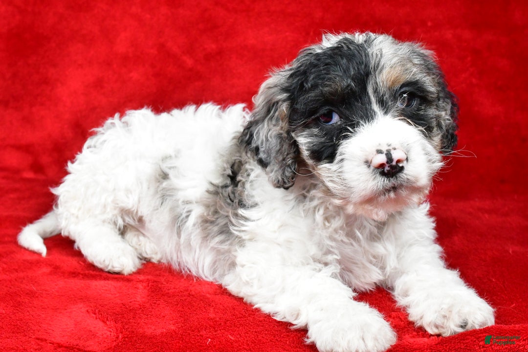 Cockapoo dogs for sale: Myles - Ad 4