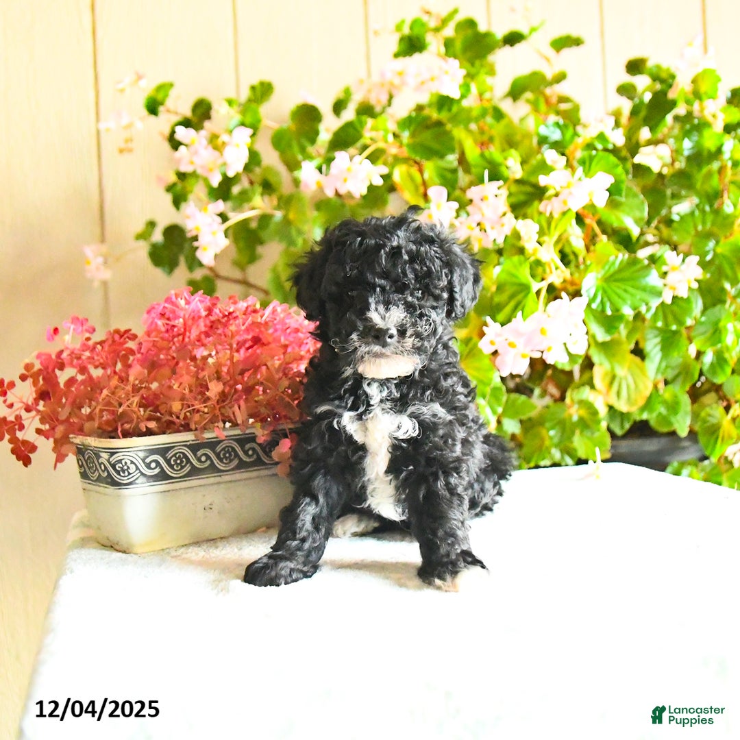 Toy Poodle dogs for sale: Simbo - Ad 1