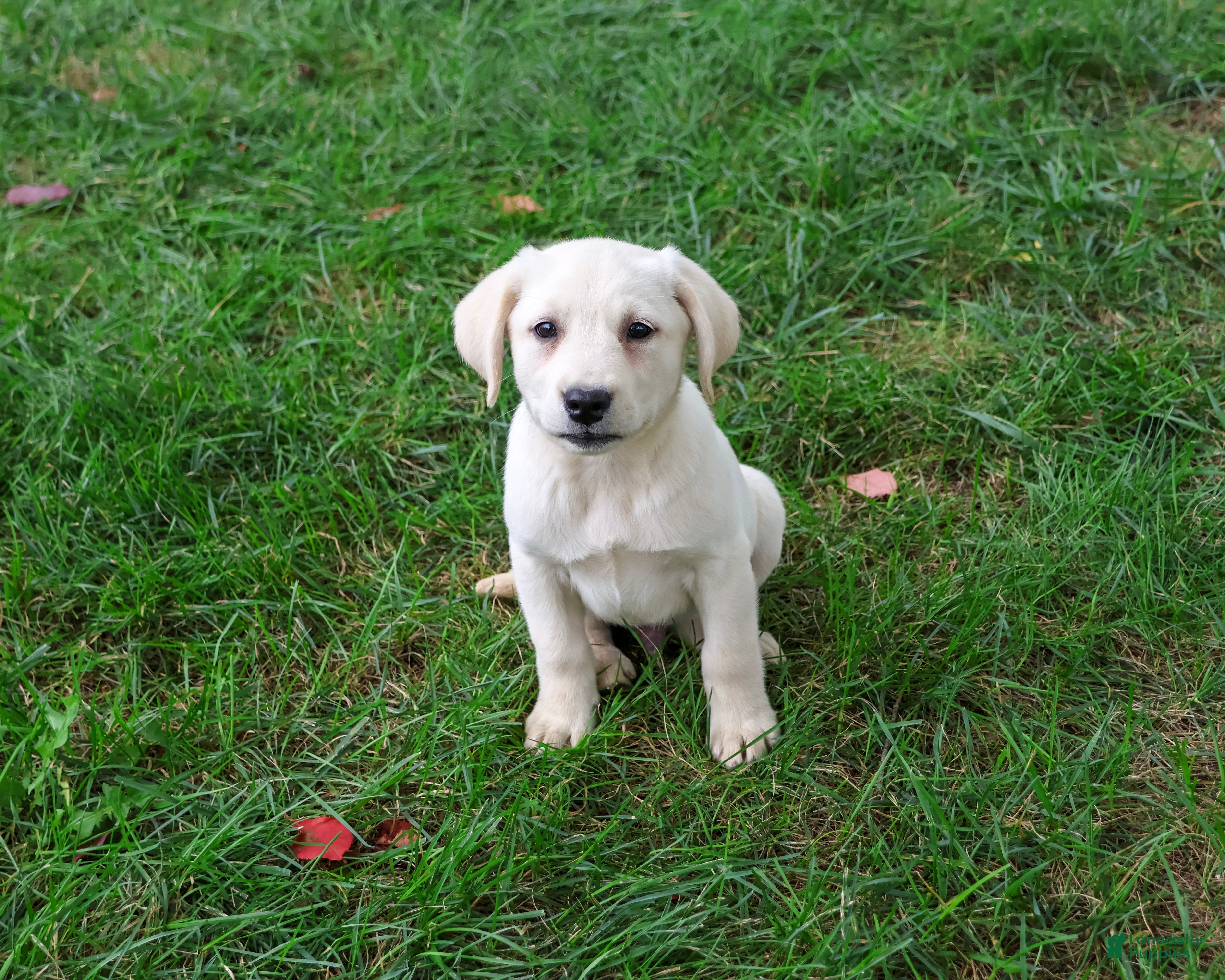 Labrador Retriever dogs Randy - Ad 40