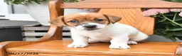 Jack Russell Terrier dogs for sale: Misty - Ad 4
