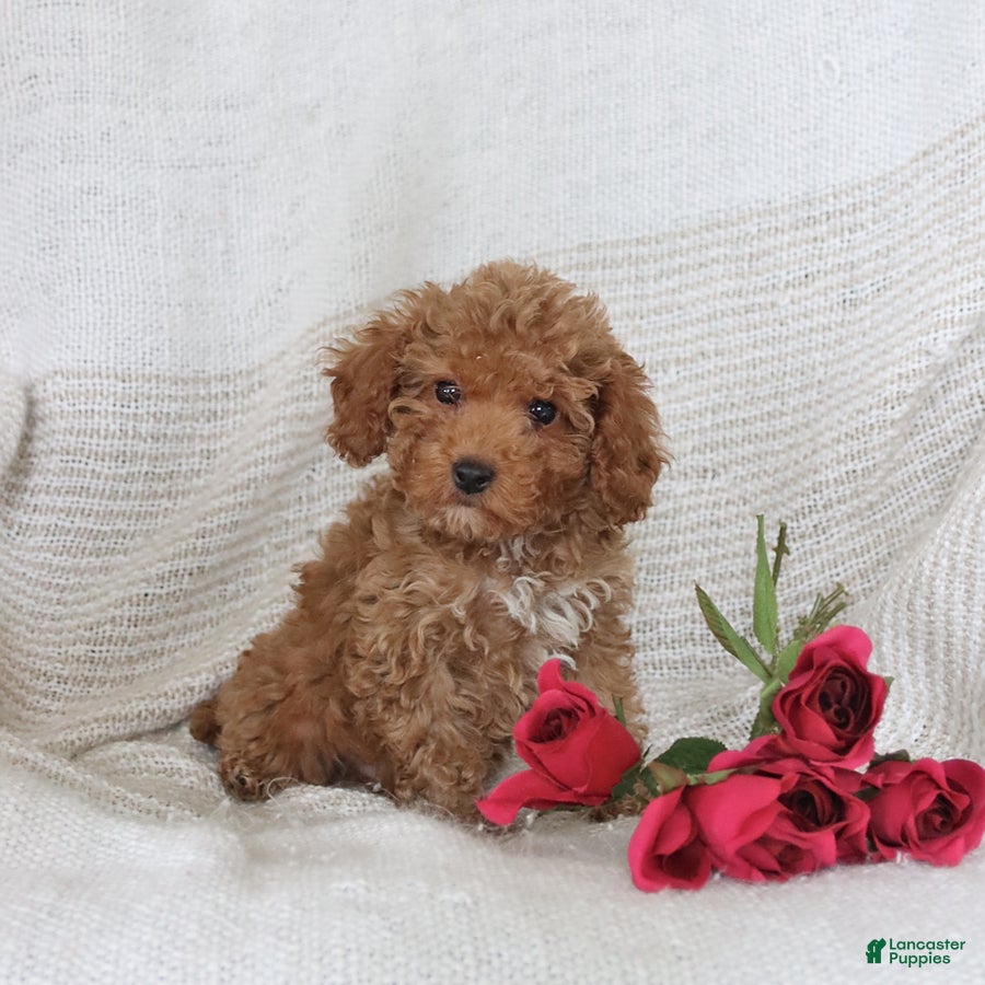 Cockapoo dogs Jerry - Ad 1