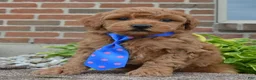 Mini Goldendoodle dogs for sale: Mini George - Ad 13