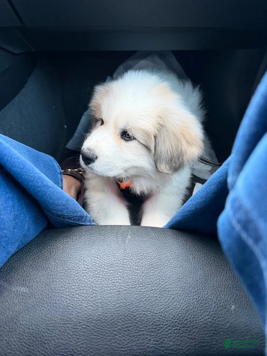 Great Pyrenees dogs for sale: Ravvy - Ad 9