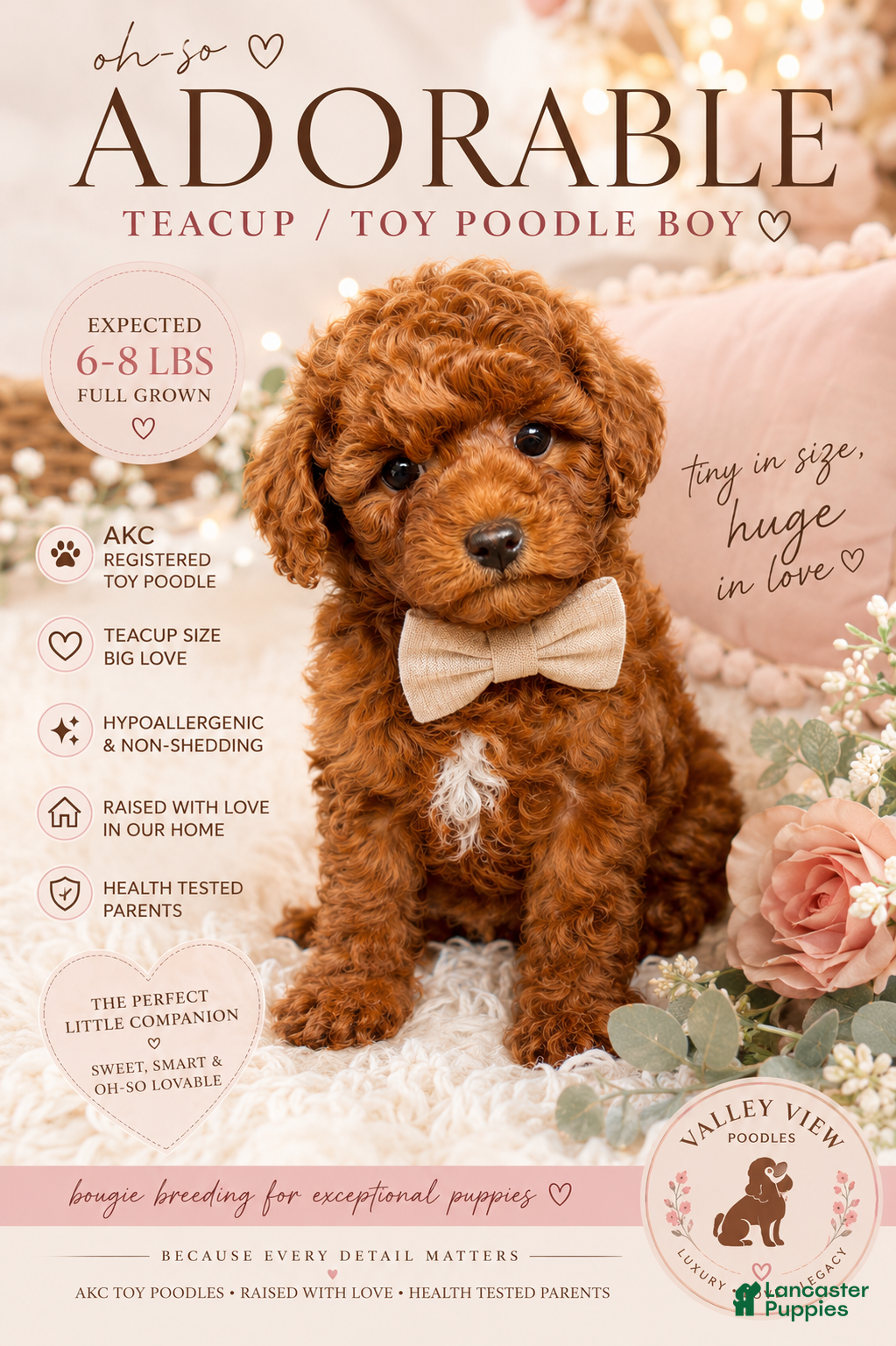 Toy Poodle dogs Colby - Ad 1
