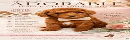 Toy Poodle dogs for sale: Colby Jack - Ad 1