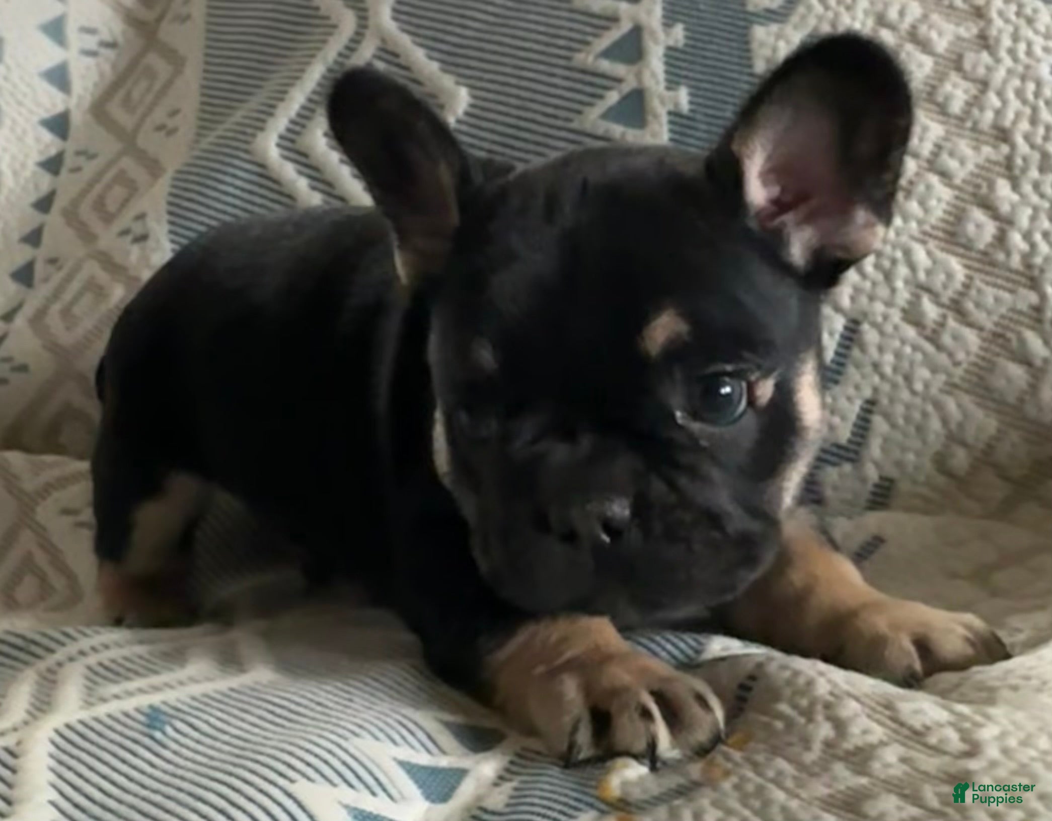 French Bulldog dogs French Bulldog Puppy 1 - Ad 39