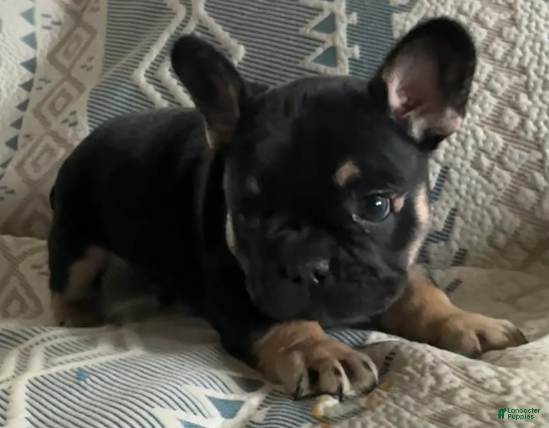 French Bulldog dogs for sale: French Bulldog Puppy 1 - Ad 1