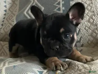 French Bulldog dogs French Bulldog Puppy 1 - Ad 39
