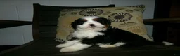 Mini Bernedoodle dogs for sale: Avery - Ad 1