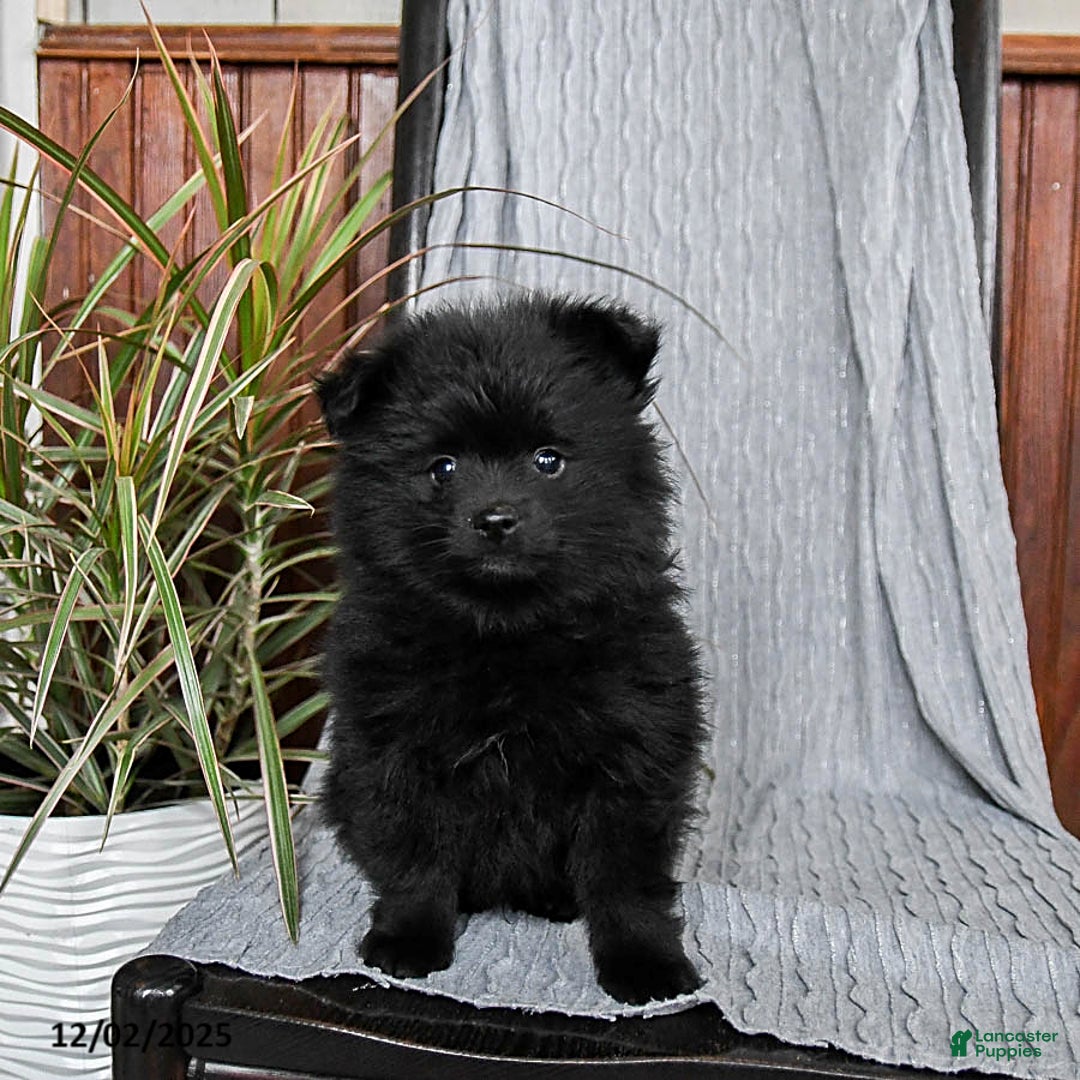 Pomeranian dogs for sale: Monty - Ad 4