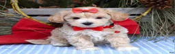 Maltipoo dogs for sale: Missy - Ad 8