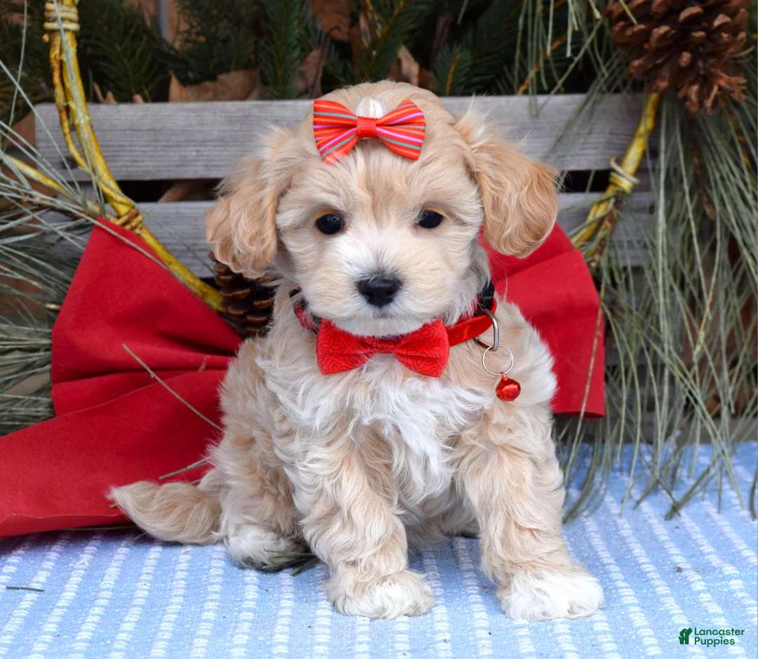 Maltipoo dogs for sale: Missy - Ad 8