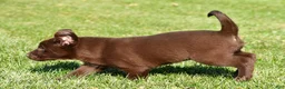 Labrador Retriever dogs for sale: Jackson - Ad 12