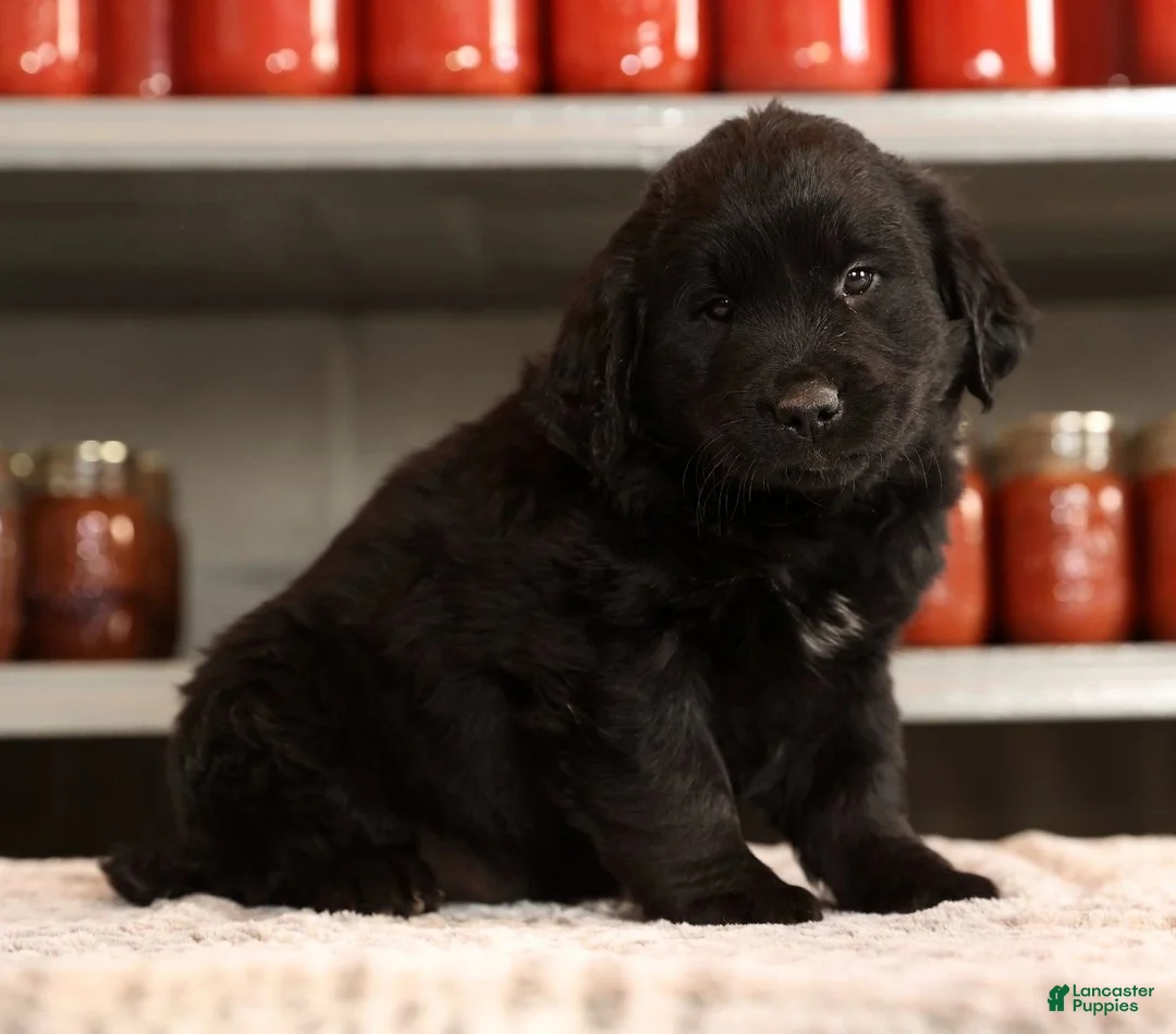 Mini Goldendoodle dogs for sale: Ken - Ad 1