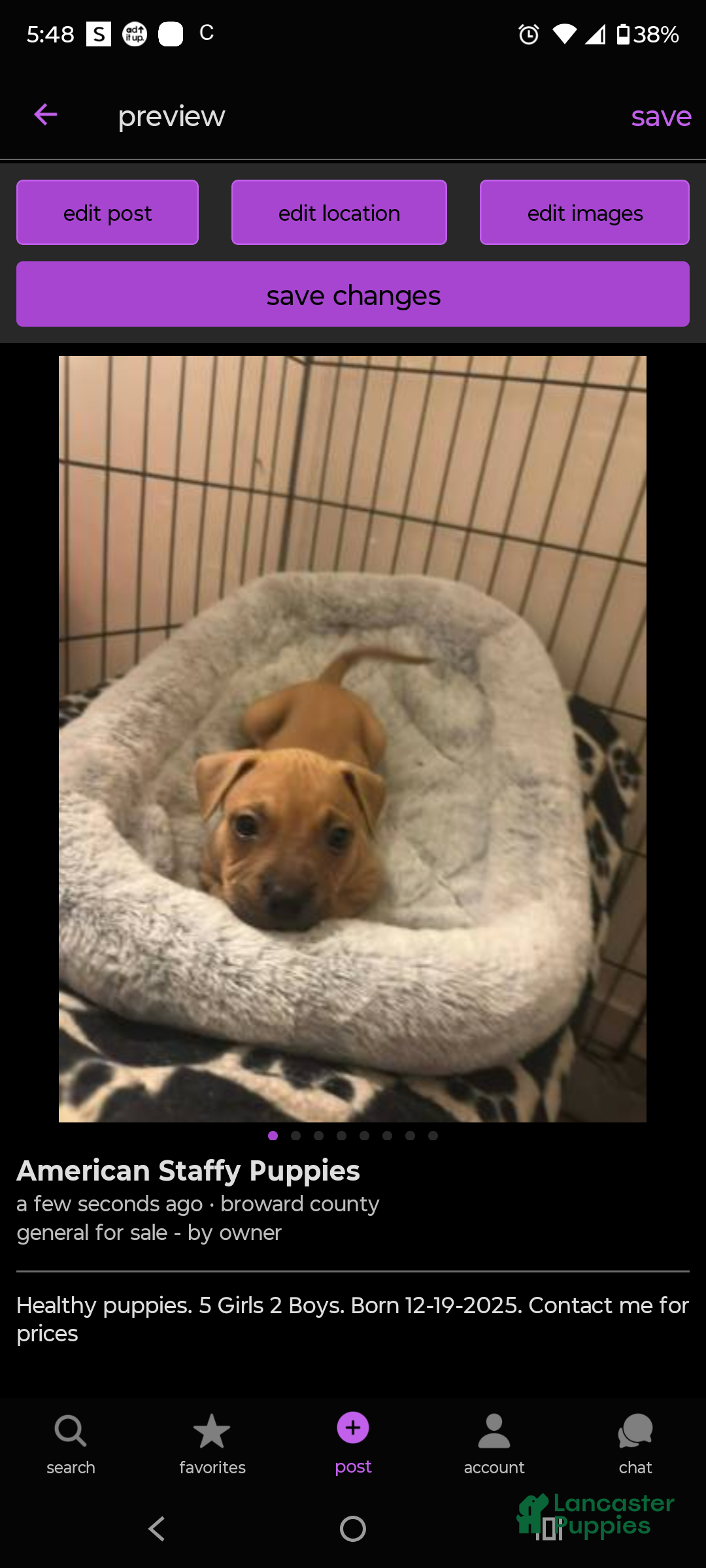 American Staffordshire Terrier dogs American Staffordshire Terrier Puppy 1 - Ad 7