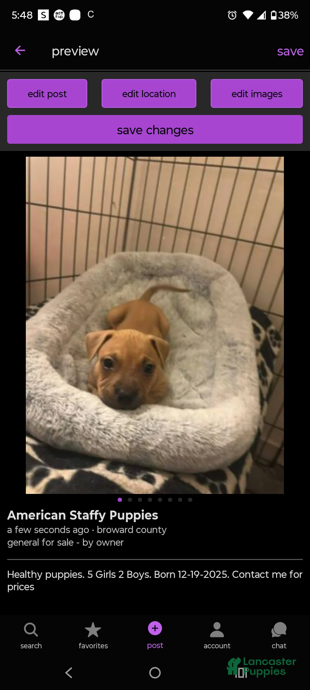 American Staffordshire Terrier dogs for sale: American Staffordshire Terrier Puppy 1 - Ad 1