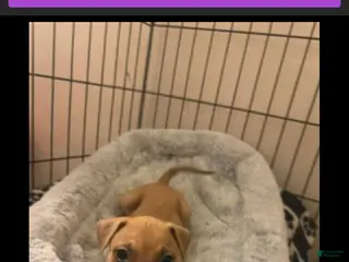 American Staffordshire Terrier dogs American Staffordshire Terrier Puppy 1 - Ad 5