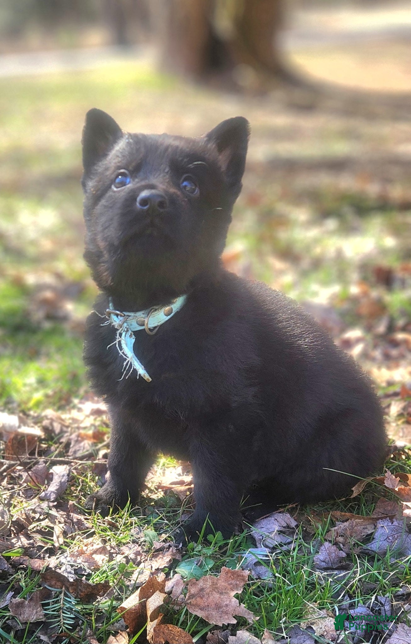 German Shepherd dogs TIC TAC - Ad 1