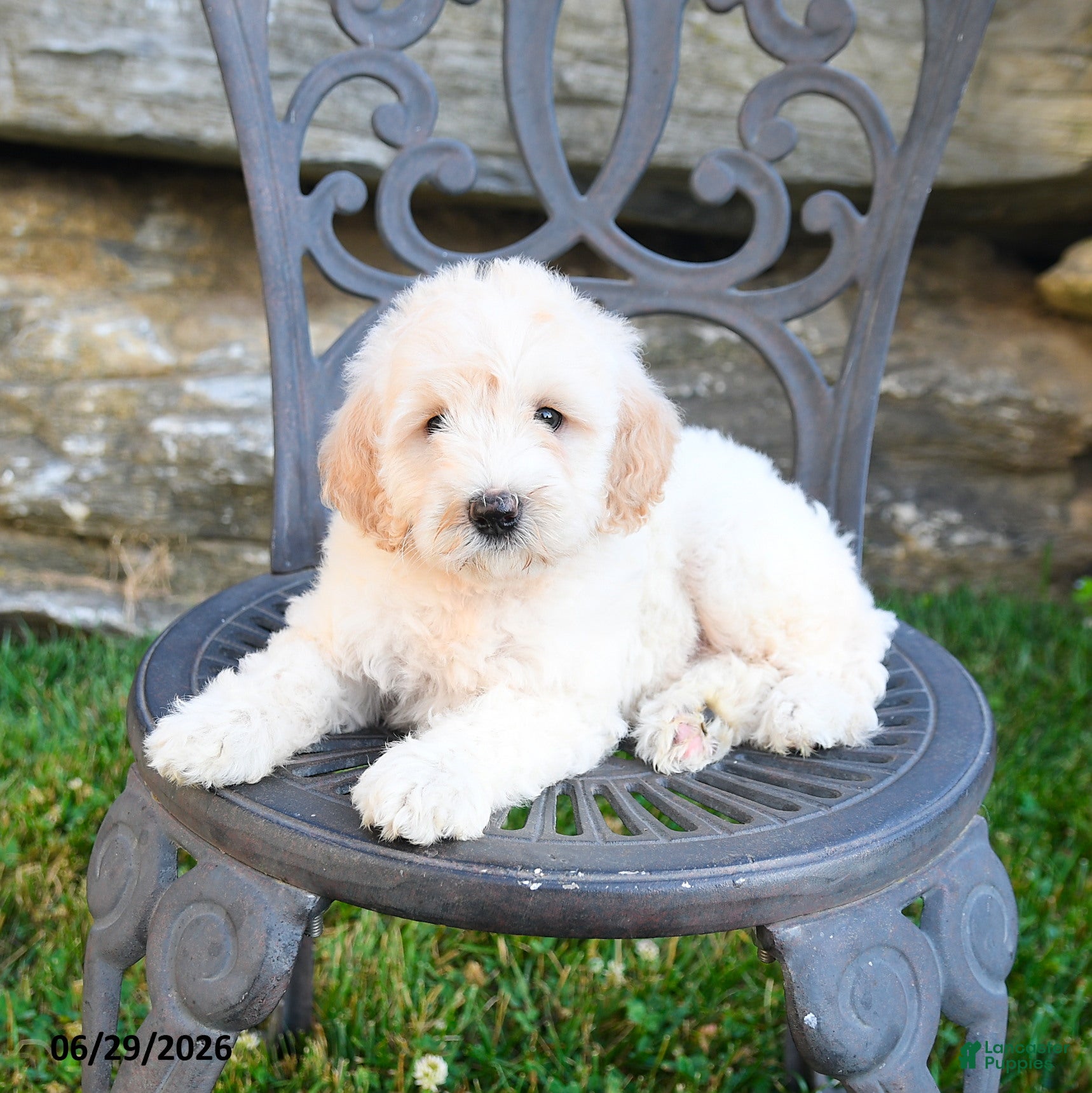 Mini Goldendoodle dogs Katrina - Ad 2