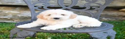 Mini Goldendoodle dogs for sale: Katrina - Ad 2