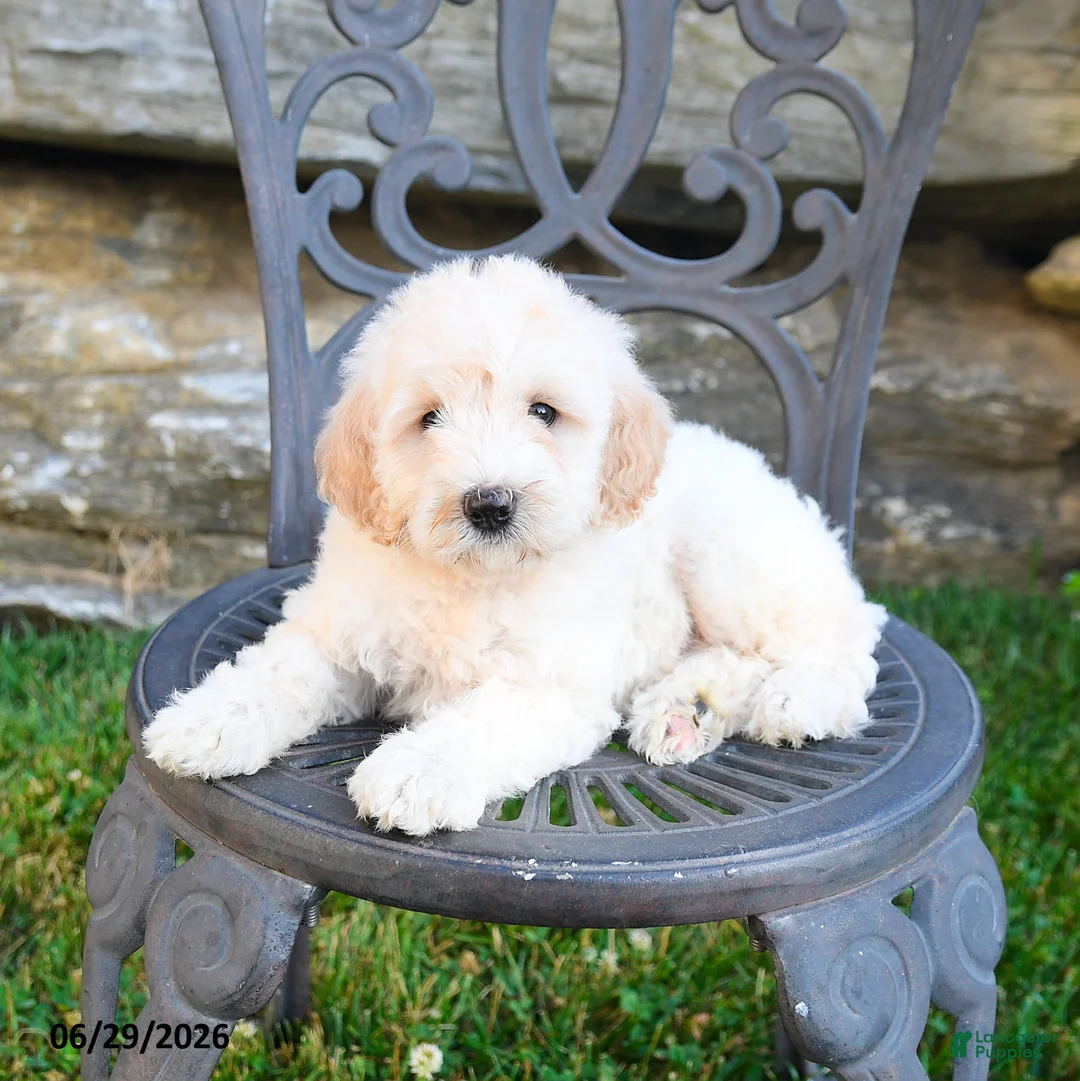 Mini Goldendoodle dogs for sale: Katrina - Ad 2