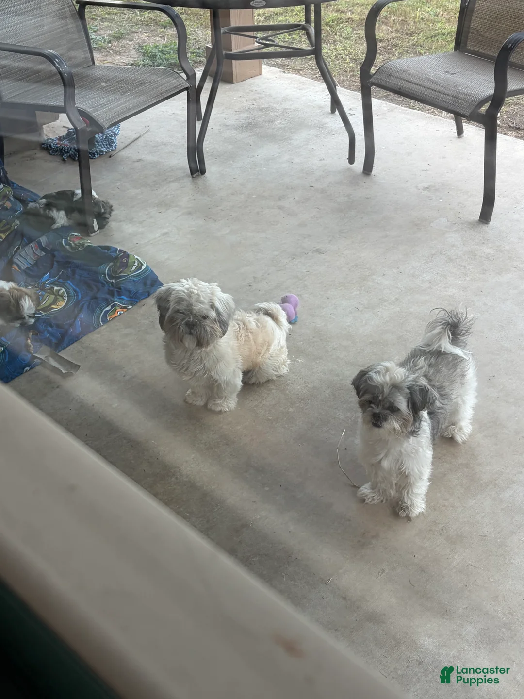 Shih Tzu dogs for sale: Shih Tzu 1 - Ad 2
