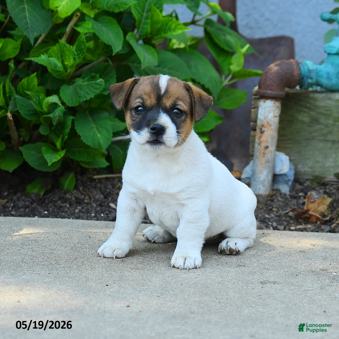 Jack Russell Terrier dogs for sale: Rupert - Ad 1