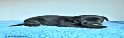 Belgian Malinois dogs for sale: Apollo - Ad 5
