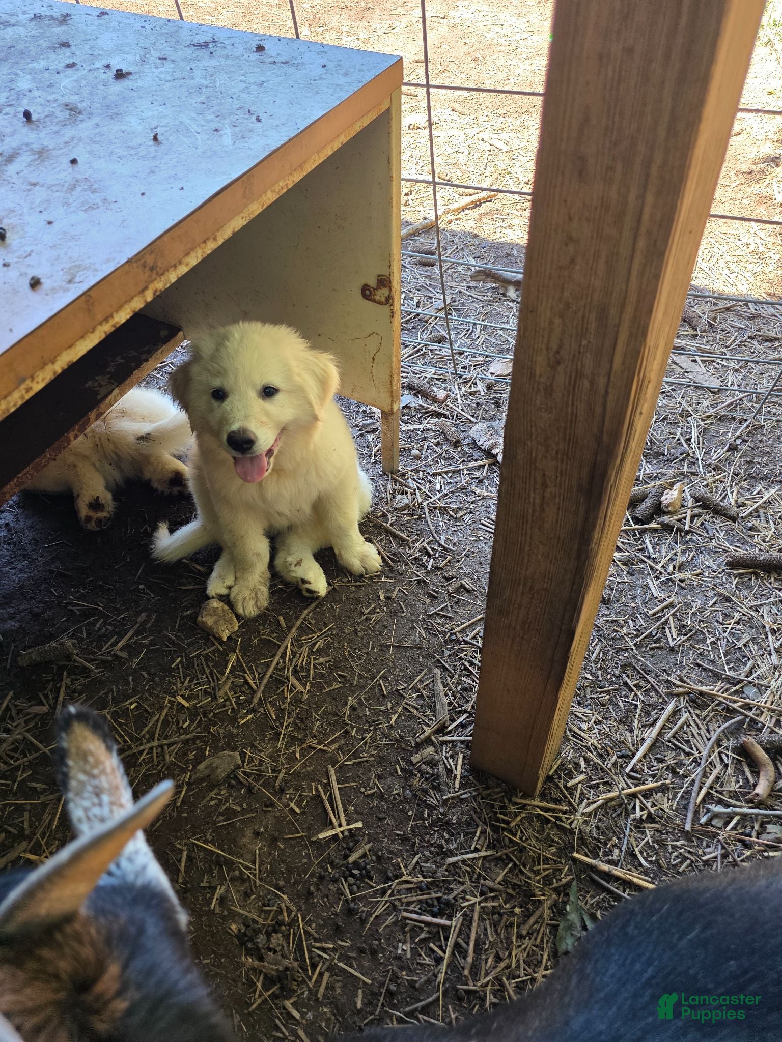 Great Pyrenees dogs Great Pyrenees 4 - Ad 26