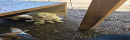 Great Pyrenees dogs for sale: Great Pyrenees 4 - Ad 1