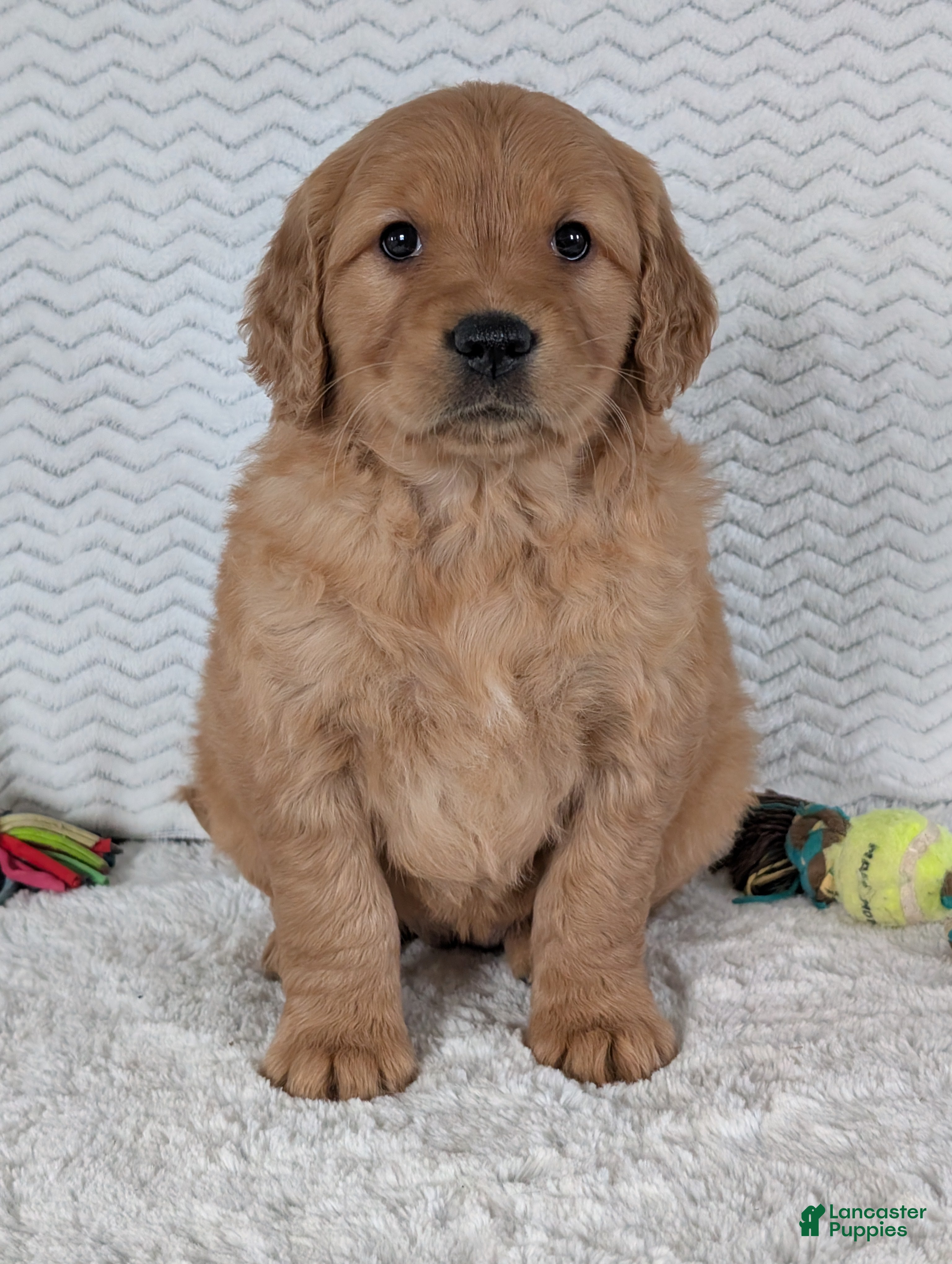 Golden Retriever dogs Miss Honey  - Ad 42