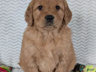 Golden Retriever dogs Miss Honey - Ad 42