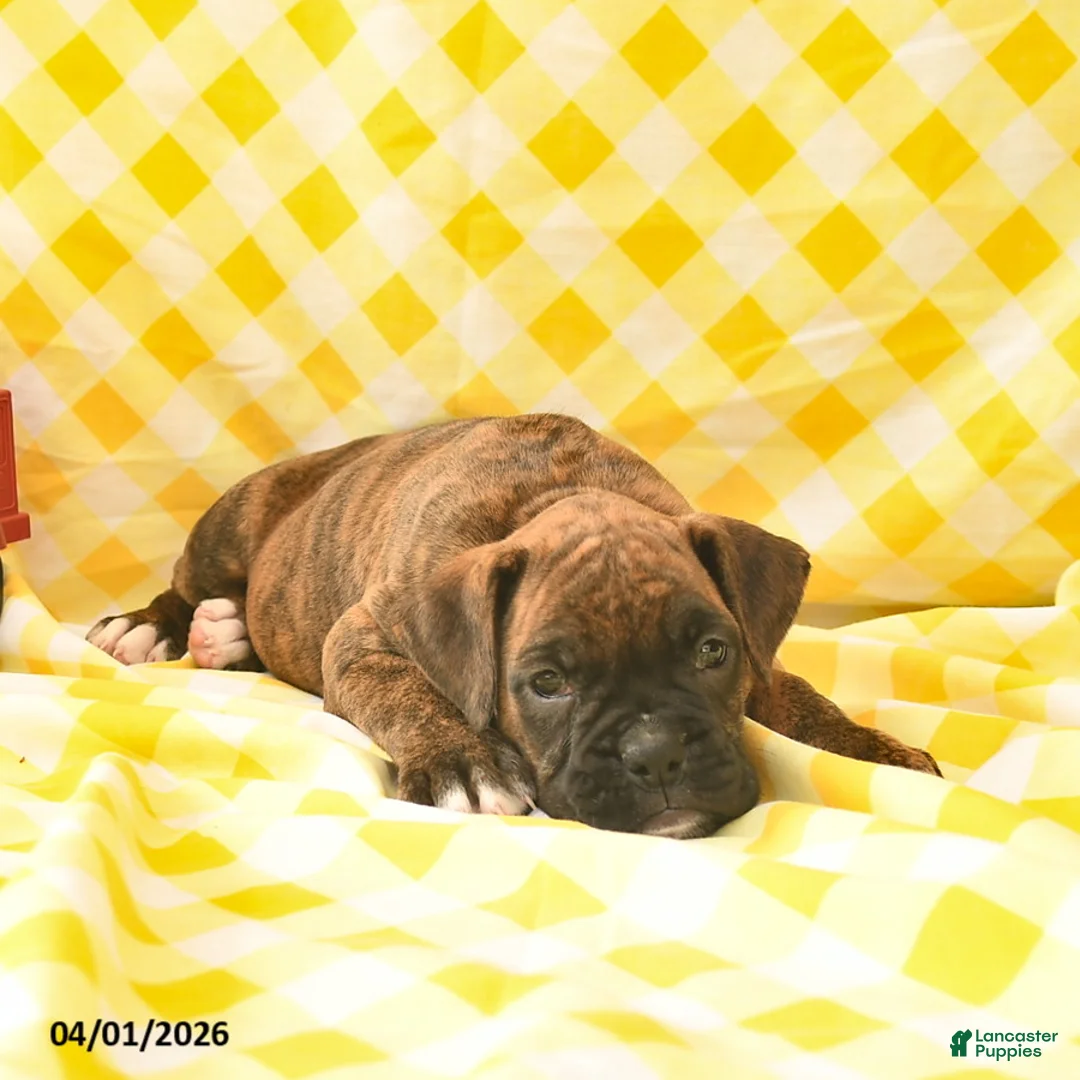 Boxer dogs for sale: Kirsten  - Ad 5