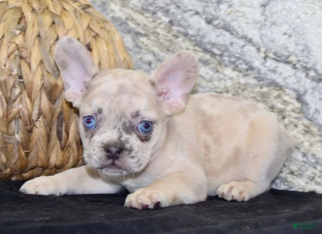 French Bulldog dogs for sale: Roxanne - Ad 5