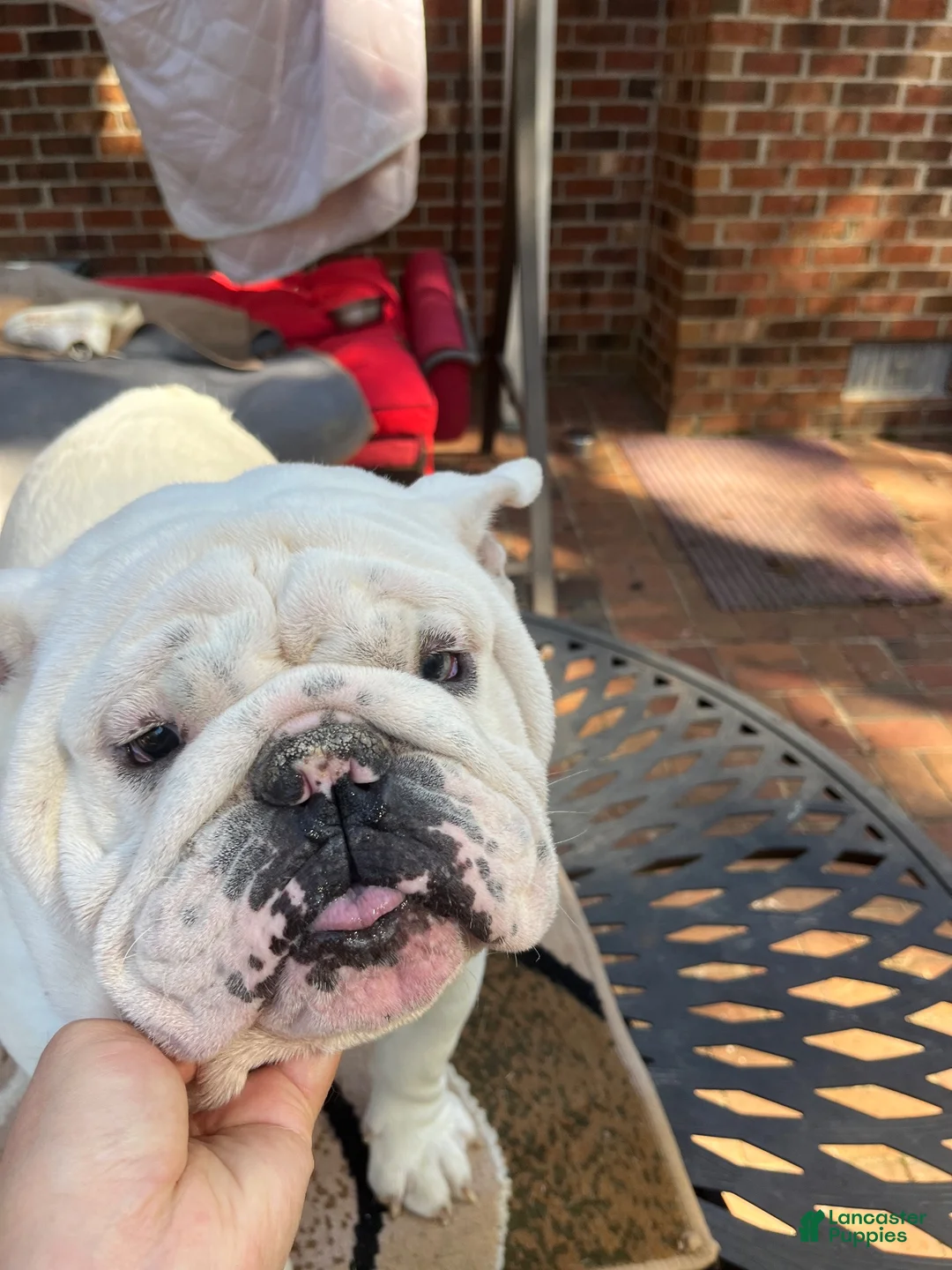 English Bulldog dogs for sale: English Bulldog 1 - Ad 1