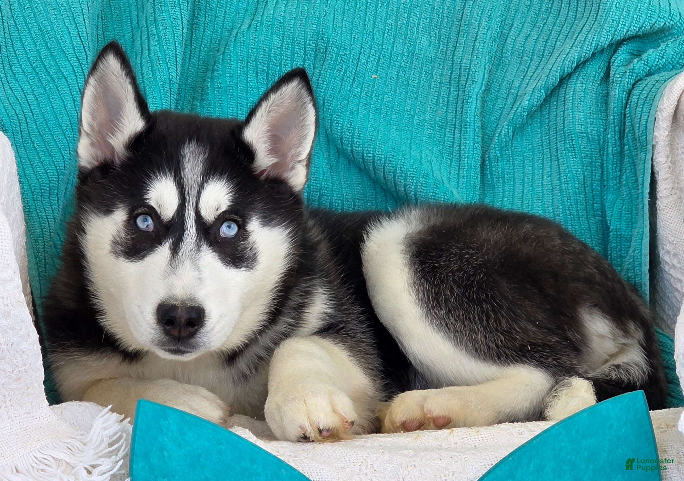 Siberian Husky dogs Kassidy - Ad 2