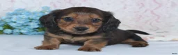 Miniature Dachshund dogs for sale: Shawn - Ad 4