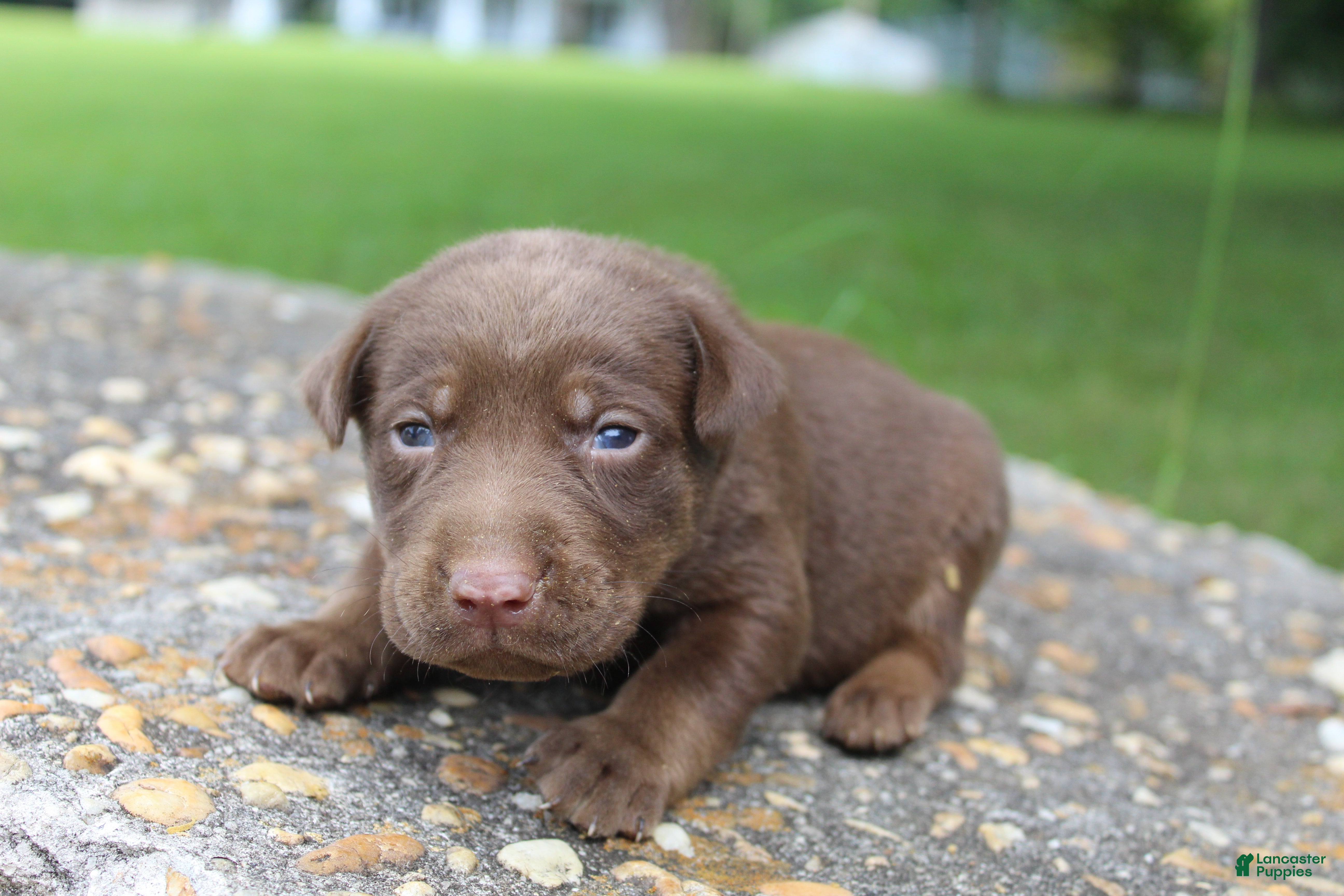 Labrador Retriever dogs Ace - Ad 1