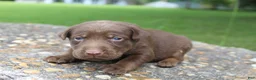 Labrador Retriever dogs for sale: Ace - Ad 1
